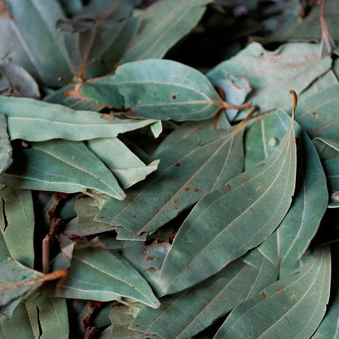 Bay Leaf